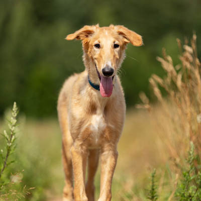 Borzoi Feeding Guide