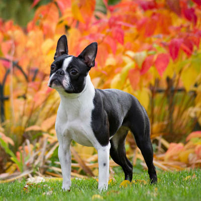 Boston Terrier Feeding Guide