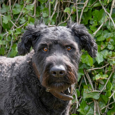 Bouvier Des Flandres Feeding Guide