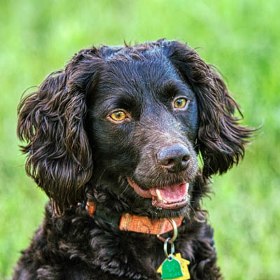 Boykin Spaniel Feeding Guide