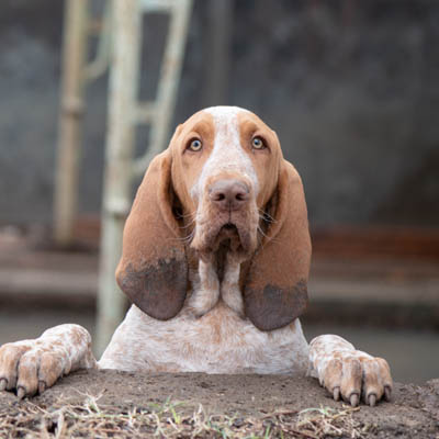 Bracco Italiano Feeding Guide