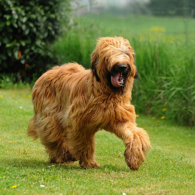 Briard Feeding Guide