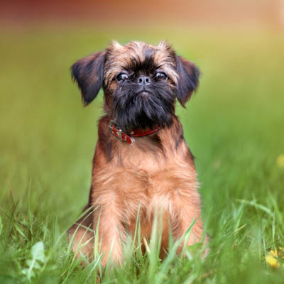 Brussels Griffon Feeding Guide