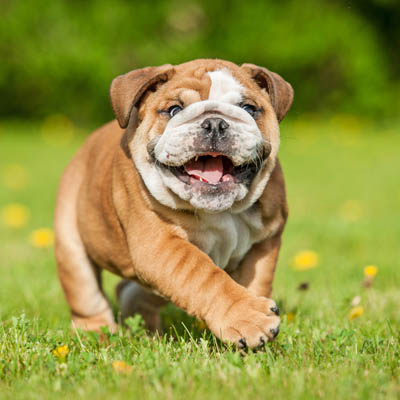 Premium Photo  English bulldog and american bully playing in the meadow..