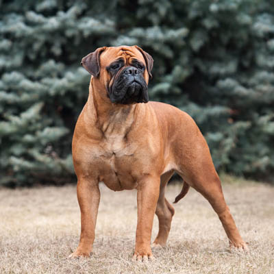 Bullmastiff Feeding Guide