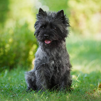 Cairn Terrier Feeding Guide