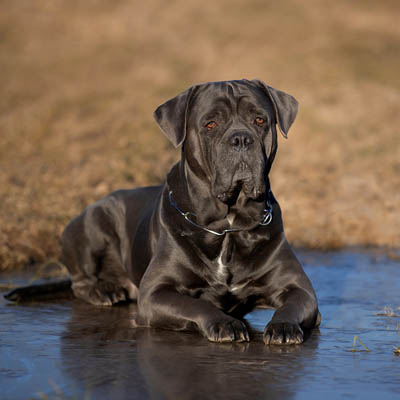 how long can a cane corso go without food?