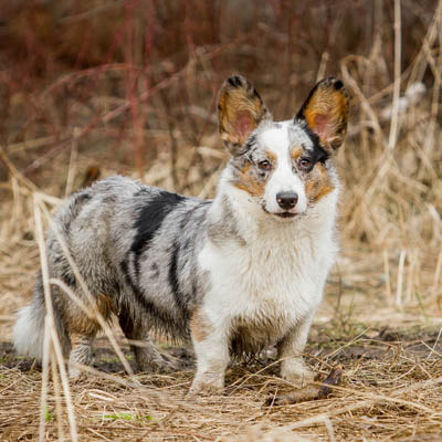 Cardigan Welsh Corgi Feeding Guide