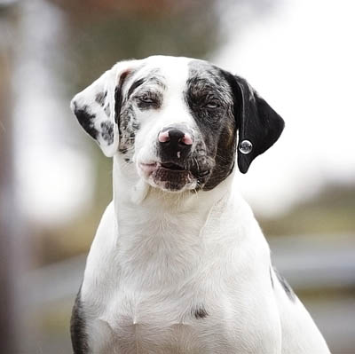 Catahoula Bulldog Feeding Guide