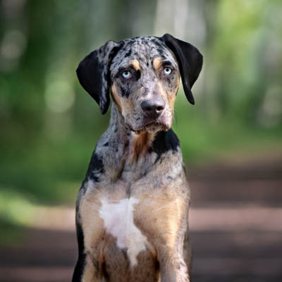 Catahoula Leopard Feeding Guide