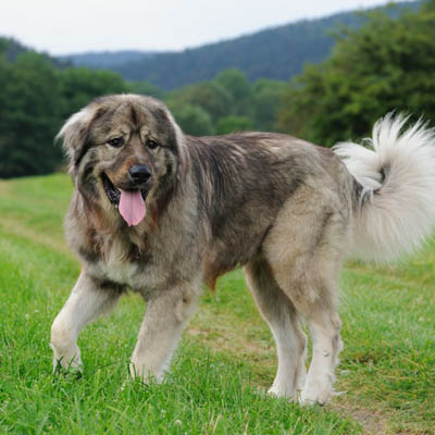 Caucasian Shepherd Feeding Guide