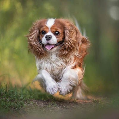 Cavalier King Charles Spaniel Feeding Guide