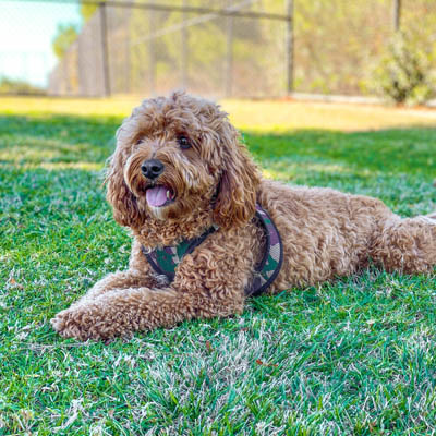 What do/did you feed your pup? : r/CavaPoo