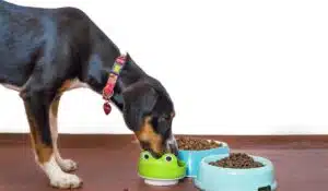 Switching Your Dog to Raw | Advice For Changing Dogs’ Food