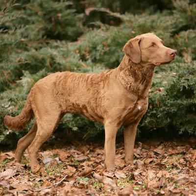 Chesapeake Bay Retriever Feeding Guide