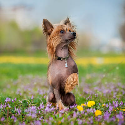 Chinese Crested Feeding Guide