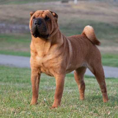 Chinese Shar-Pei Feeding Guide