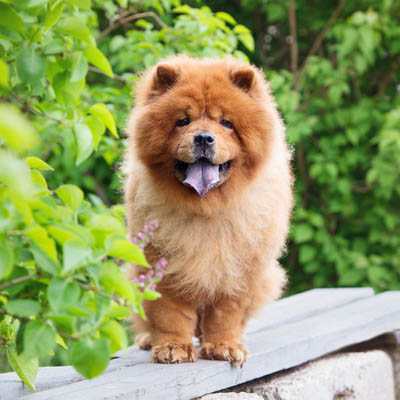 how much should my 6 month old chow chow puppy weigh