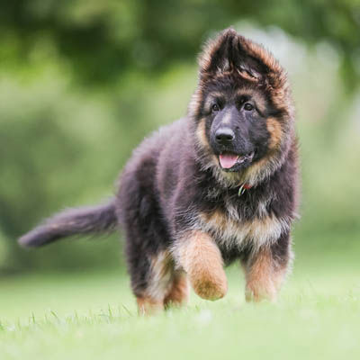 Chow Shepherd Feeding Guide