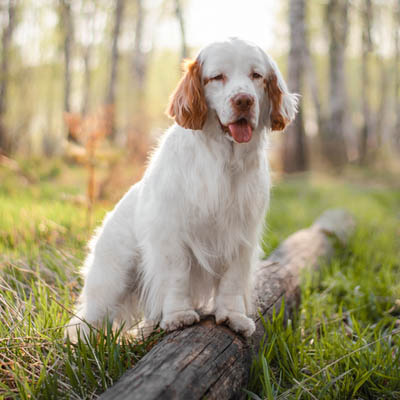 Clumber Spaniel Feeding Guide