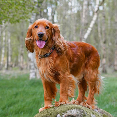 Cocker Spaniel Feeding Guide