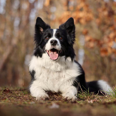 Border Collie Owner's Guide, Expert Advice