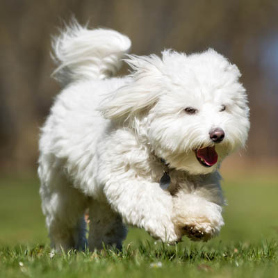 Coton De Tulear Feeding Guide