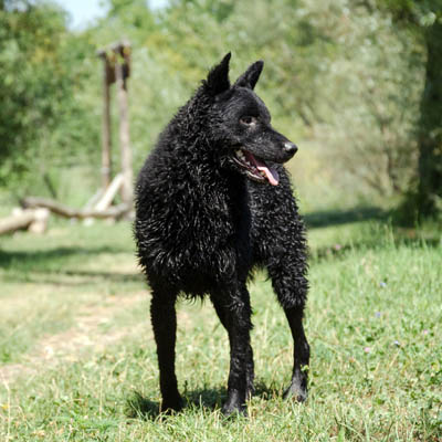 Croatian Sheepdog Feeding Guide