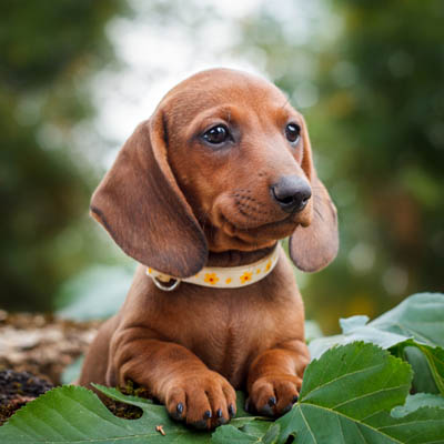 Dachshund Feeding Guide