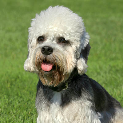 Dandie Dinmont Terrier Feeding Guide