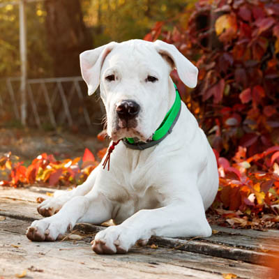 Dogo Argentino Feeding Guide