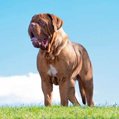 Dogue De Bordeaux Feeding Guide