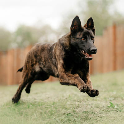 Dutch Shepherd Feeding Guide