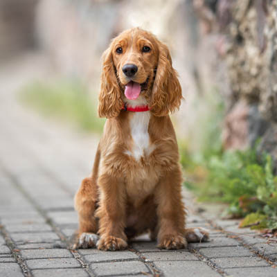 English Cocker Spaniel Feeding Guide