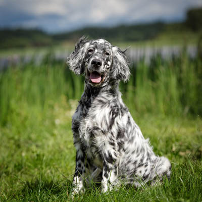 English Setter Feeding Guide