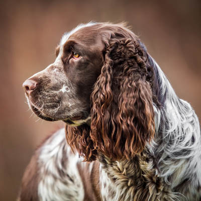 English Springer Spaniel Feeding Guide