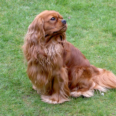 English Toy Spaniel Feeding Guide