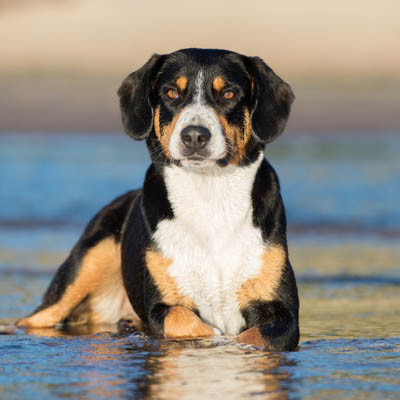 Entlebucher Mountain Feeding Guide