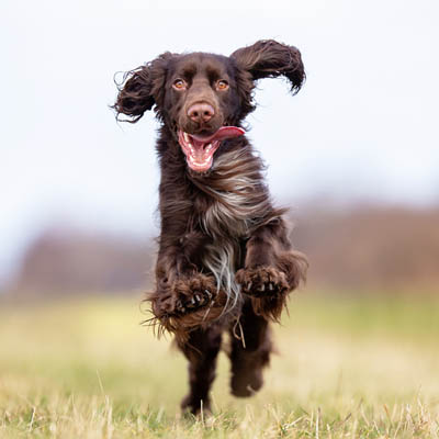 Field Spaniel Feeding Guide