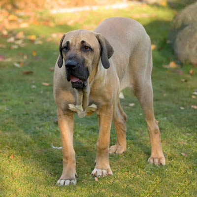 Fila Brasileiro Feeding Guide