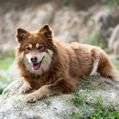 Finnish Lapphund Feeding Guide