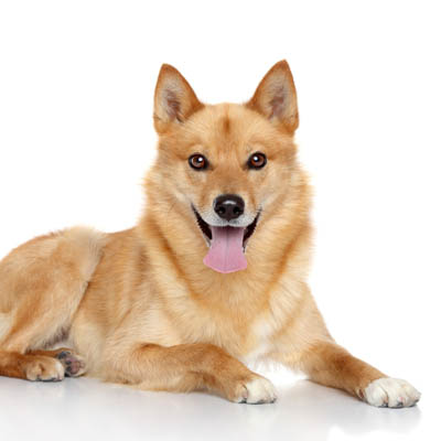 Finnish Spitz Feeding Guide