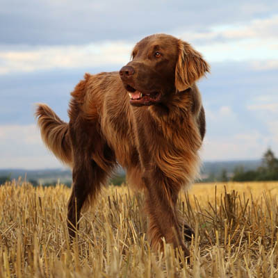 Flat-Coated Retriever Feeding Guide