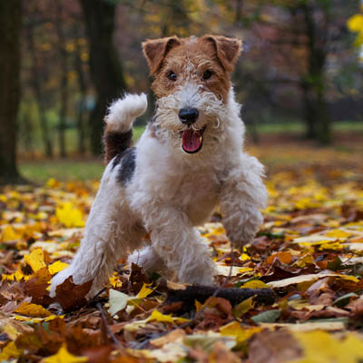 Fox Terrier Feeding Guide