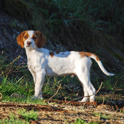 French Spaniel Feeding Guide