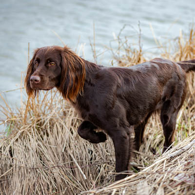 German Longhaired Pointer Feeding Guide