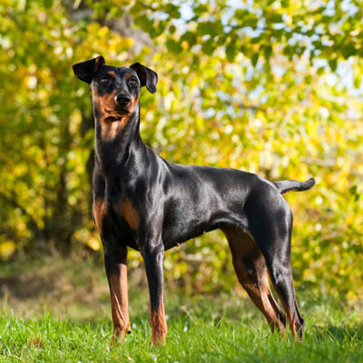 German Pinscher Feeding Guide