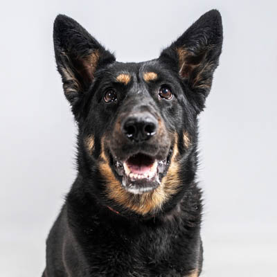 German Shepherd Rottweiler Mix Feeding Guide