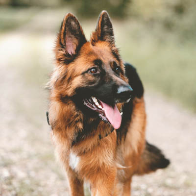 German Shepherd Feeding Guide