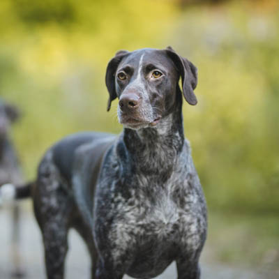 German Shorthaired Pointer Feeding Guide